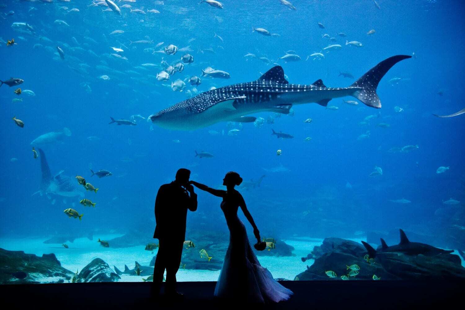 WPC Georgia Aquarium